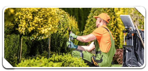 vancouver lawn care